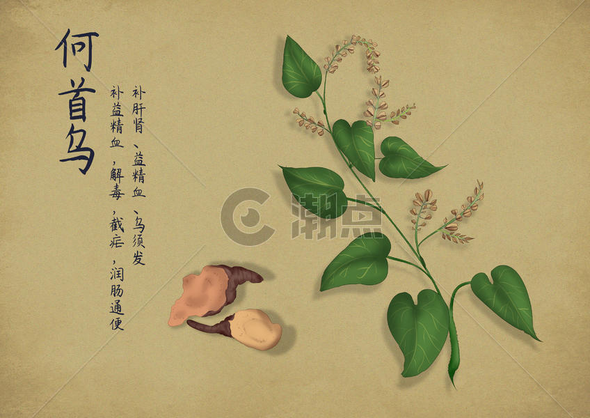 中国风手绘中药图片素材免费下载