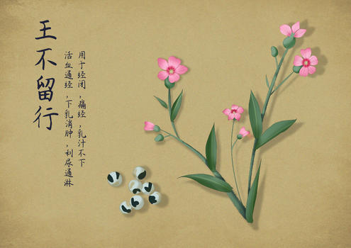中国风手绘中药图片素材免费下载