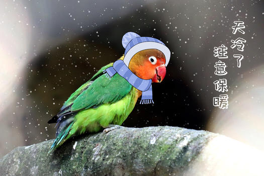 雪中的小鹦鹉图片素材免费下载