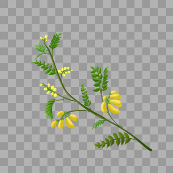 黄芪植物图片素材免费下载