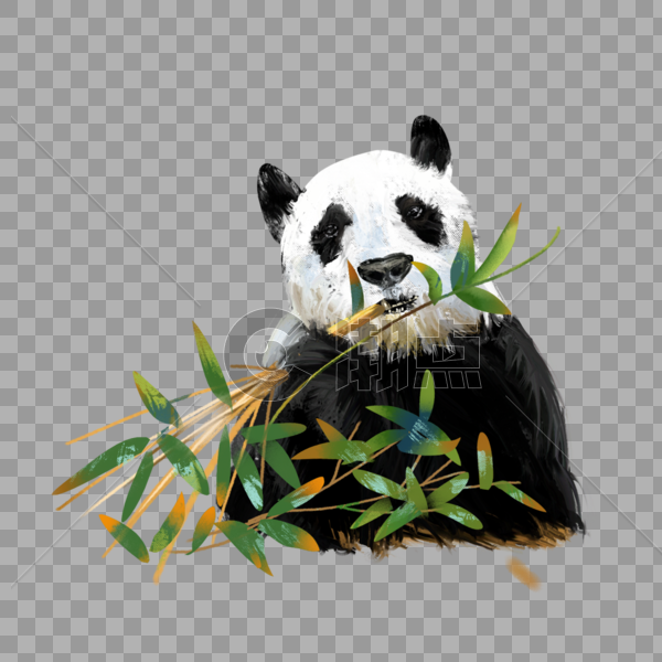 吃竹叶的熊猫图片素材免费下载