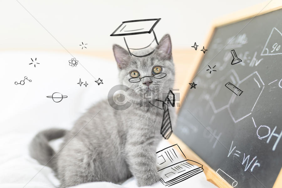 猫咪教授图片素材免费下载