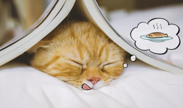 猫的白日梦图片素材免费下载