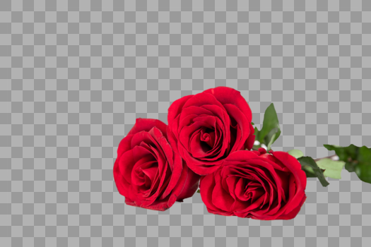 鲜艳的玫瑰花图片素材免费下载