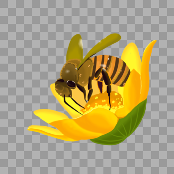 花朵上的蜜蜂图片素材免费下载