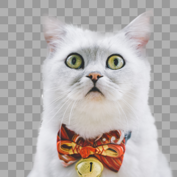 可爱的猫咪图片素材免费下载