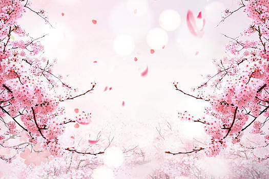 樱花唯美背景图片素材免费下载