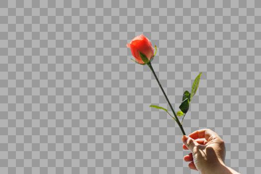 手拿一支玫瑰花图片素材免费下载