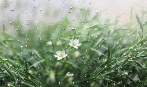 春雨图片素材免费下载