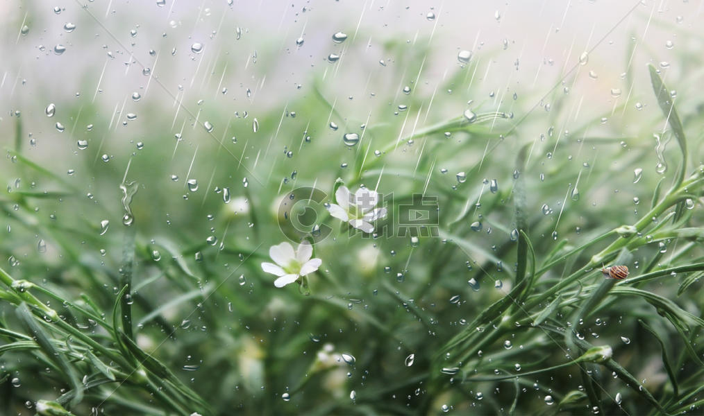 春雨图片素材免费下载
