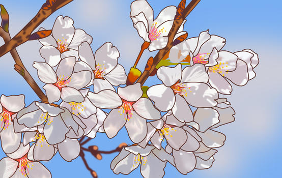 美丽的樱花图片素材免费下载
