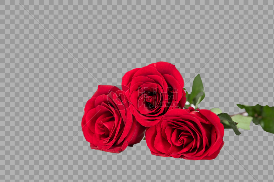 妇女节玫瑰图片素材免费下载