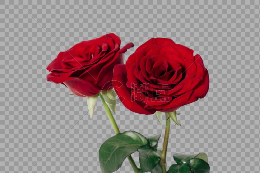 玫瑰花图片素材免费下载