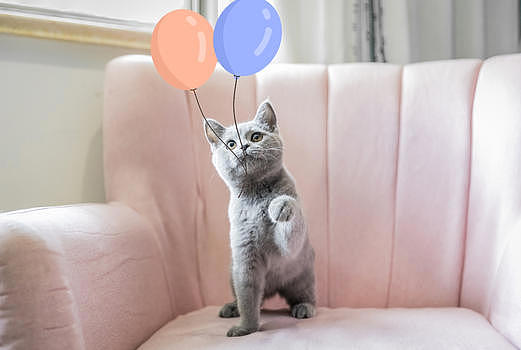 玩气球的猫咪图片素材免费下载