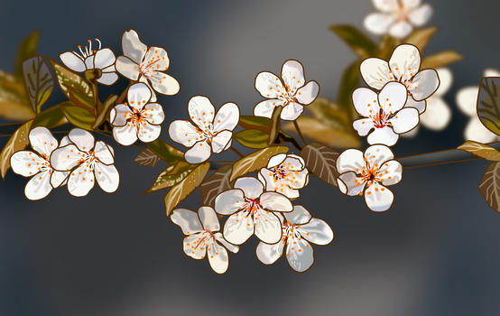 漂亮的白色樱花春天图片素材免费下载