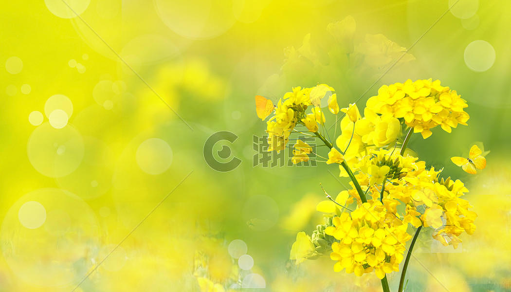 春天油菜花花朵图片素材免费下载