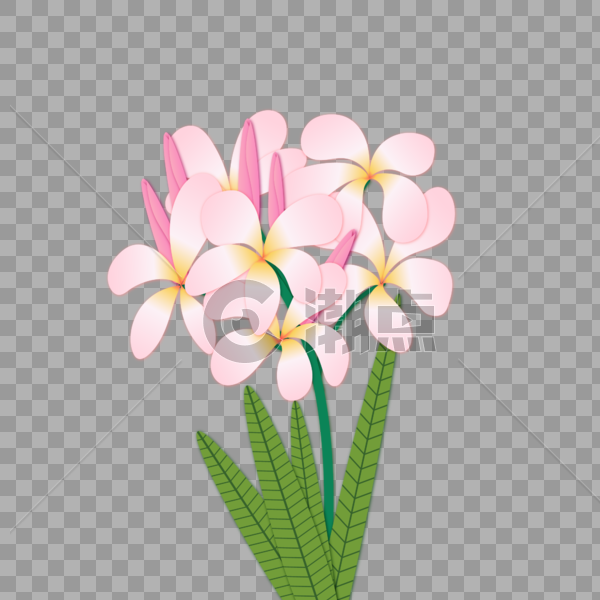 粉色花卉图片素材免费下载