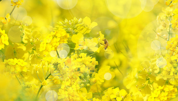 春天油菜花花朵图片素材免费下载
