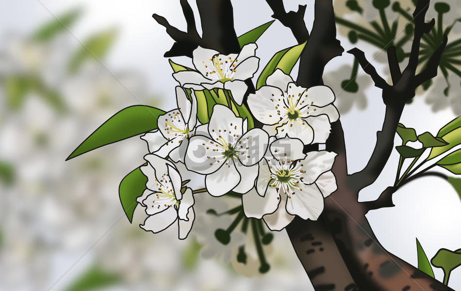 春天开放的梨花图片素材免费下载