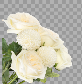 白色玫瑰图片素材免费下载
