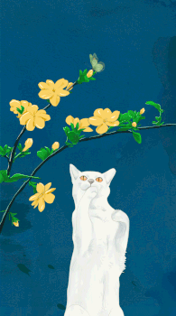 猫与迎春花图片素材免费下载