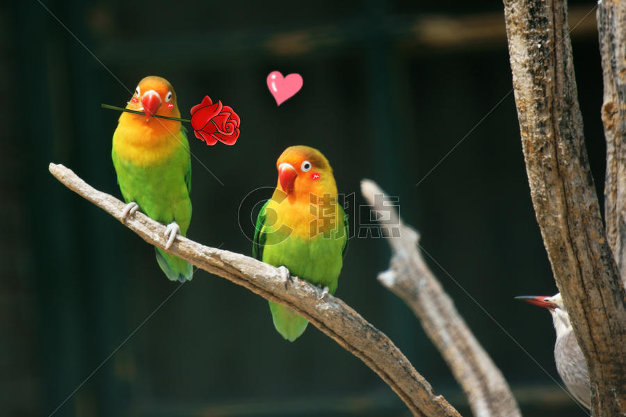 鹦鹉和爱情图片素材免费下载
