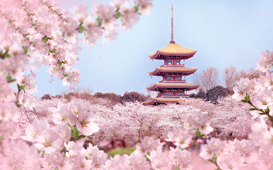 樱花盛开的春天图片素材免费下载