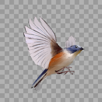飞翔的小鸟图片素材免费下载
