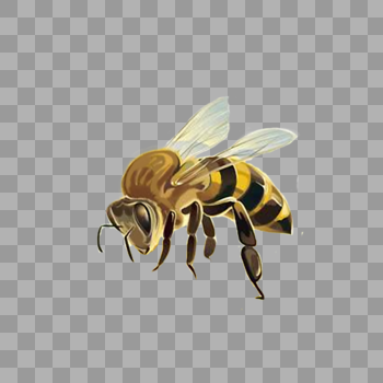 蜜蜂图片素材免费下载