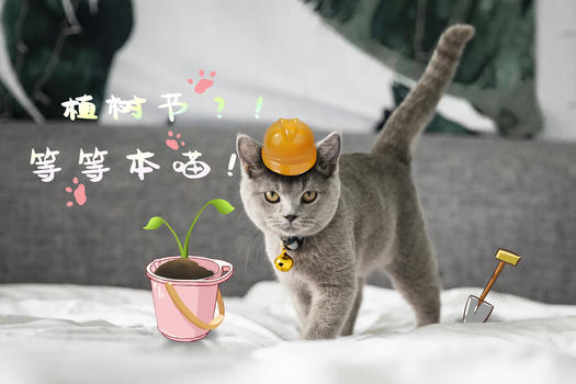 猫咪也来种树啦图片素材免费下载