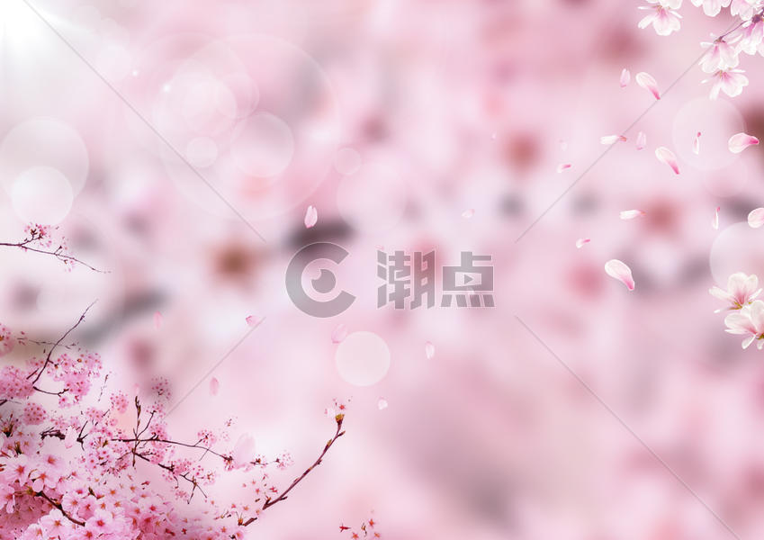 粉色樱花背景图片素材免费下载