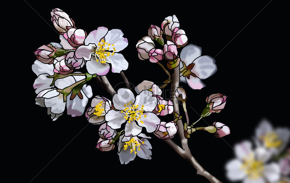 美丽的盛开的樱花图片素材免费下载