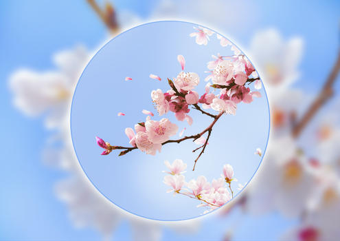 蓝色樱花背景图片素材免费下载