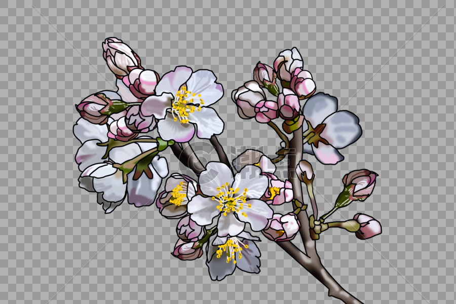 美丽盛开的樱花图片素材免费下载