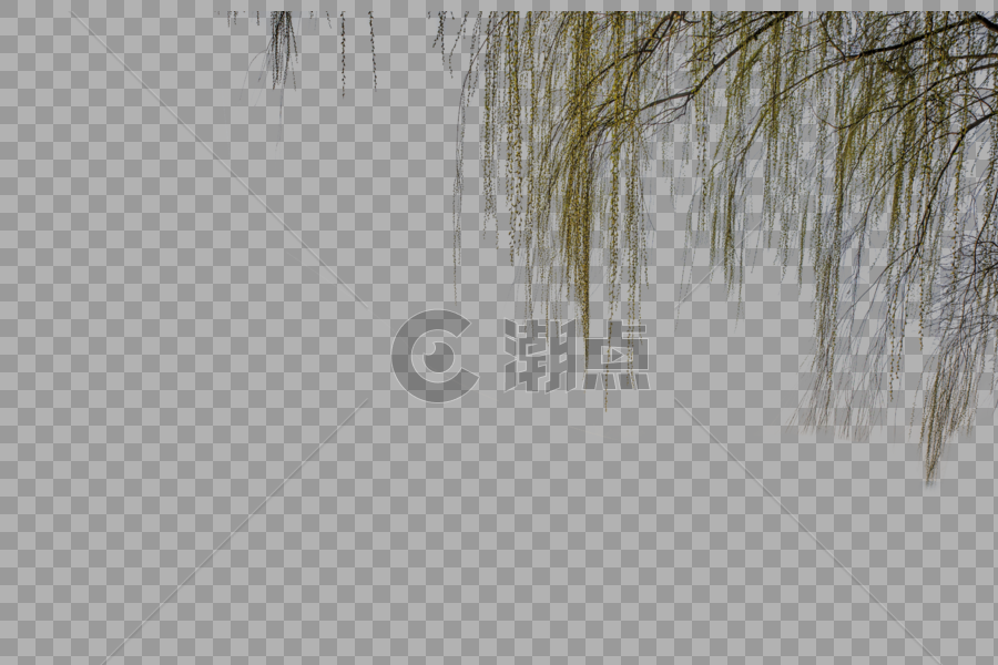 青翠的柳树图片素材免费下载