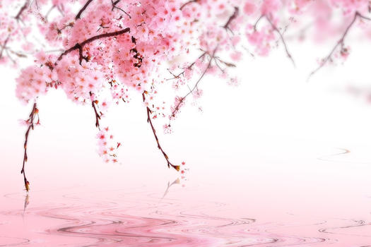 春季樱花风景图片素材免费下载