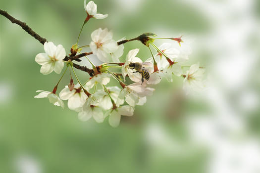 春季樱花风景图片素材免费下载