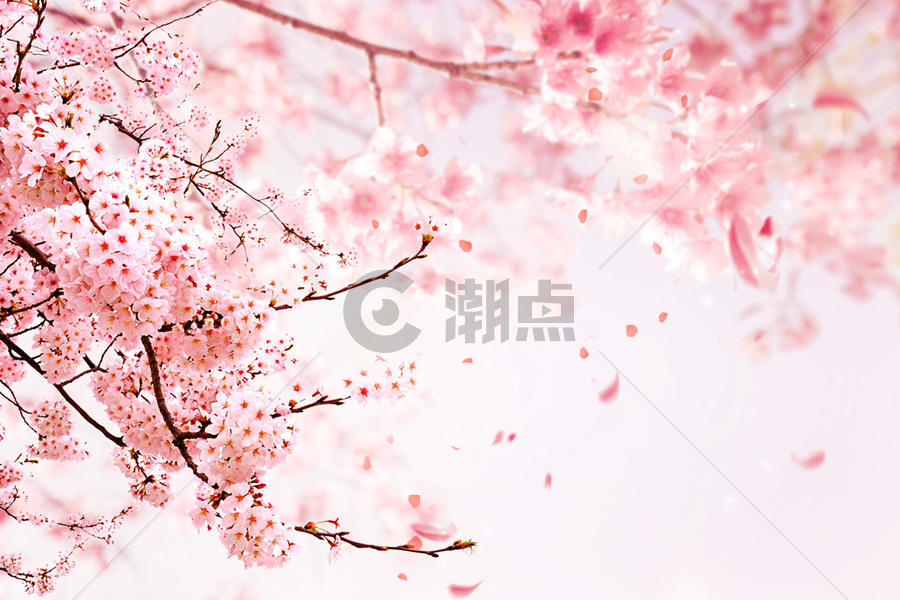 浪漫粉色樱花图片素材免费下载