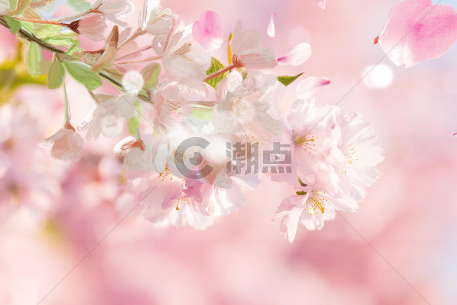 浪漫粉色樱花图片素材免费下载