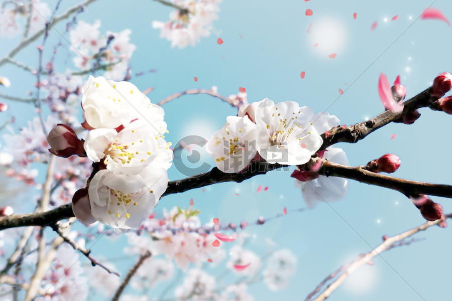 樱花绽放图片素材免费下载