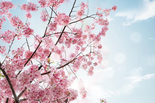 粉色樱花场景图片素材免费下载