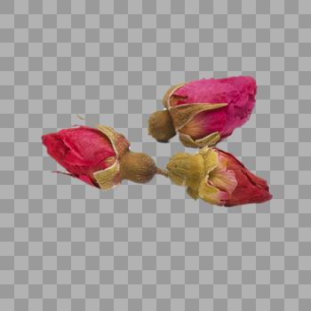 玫瑰花蕾图片素材免费下载