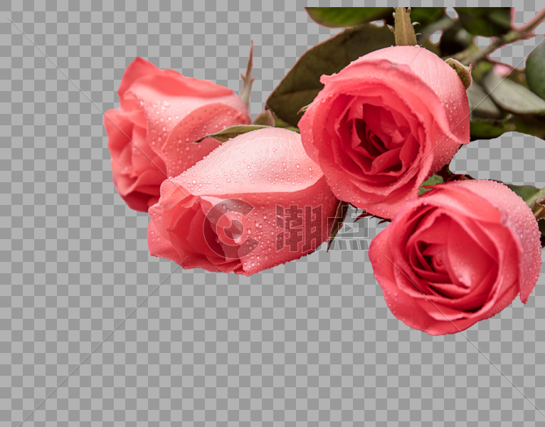 浪漫玫瑰图片素材免费下载