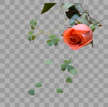 三叶草与玫瑰花图片素材免费下载
