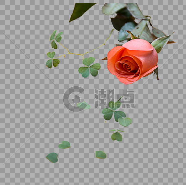 三叶草与玫瑰花图片素材免费下载