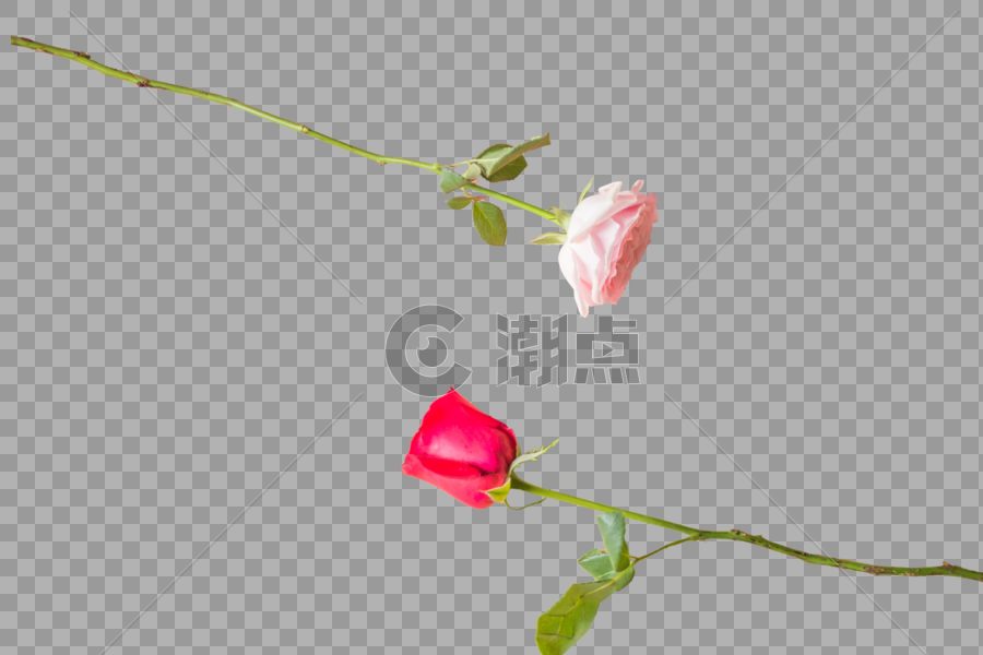 漂亮的情人节七夕玫瑰图片素材免费下载