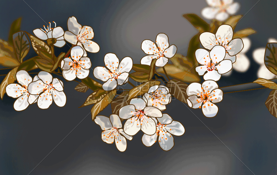 漂亮的白色樱花春天gif图片素材免费下载