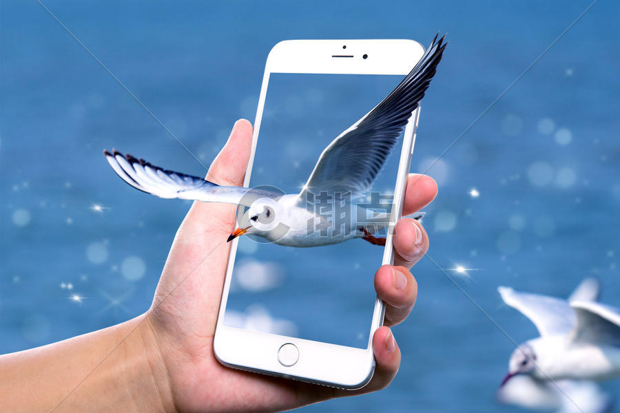 手机里的海鸥图片素材免费下载