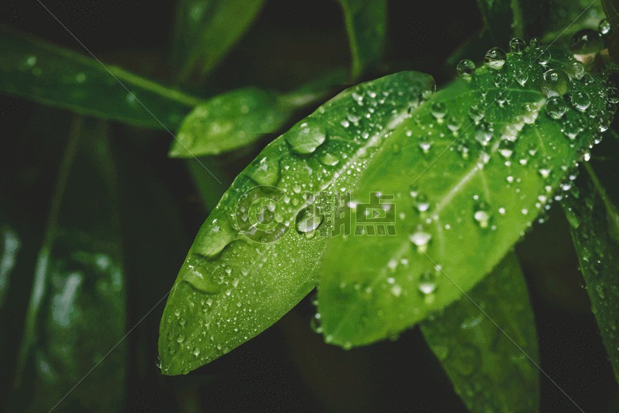 水滴绿叶微距清新环境gif图片素材免费下载