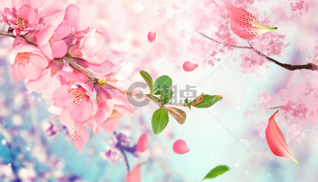 樱花树林图片素材免费下载